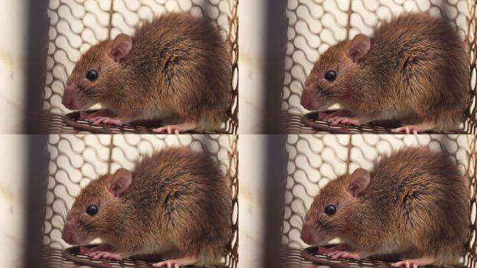 笼子中的老鼠小老鼠视频素材