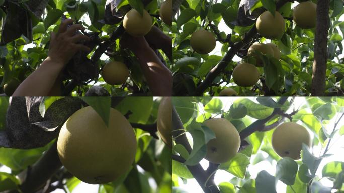 梨种植采摘