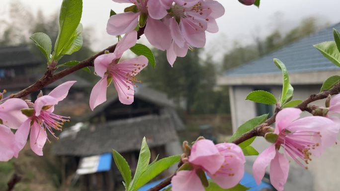 春日粉红桃花竞相开放在农村美丽院落前2