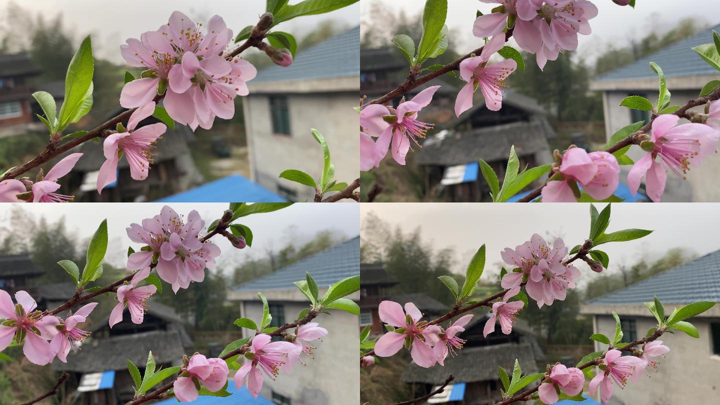 春日粉红桃花竞相开放在农村美丽院落前2