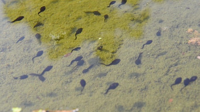 池塘里的小蝌蚪