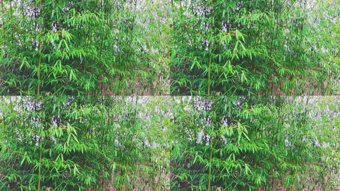 下雪天的竹林实拍视频素材4K