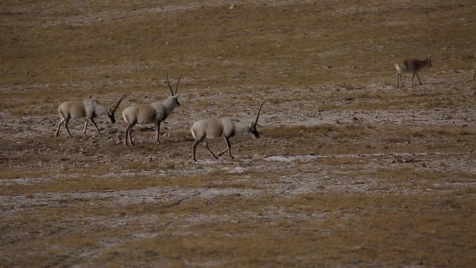 藏羚羊 羌塘自然保护区