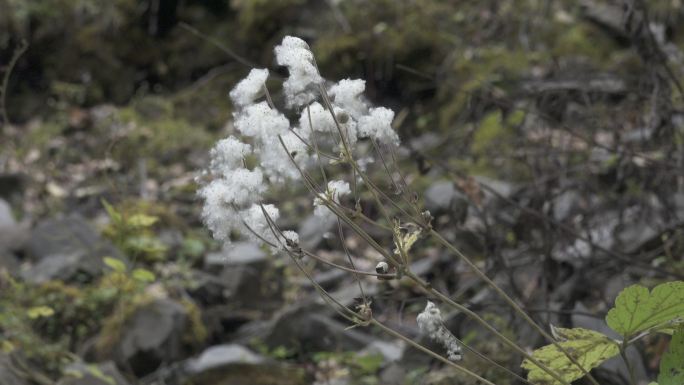 植物野棉花小清新植被花草意境自然飘动野草