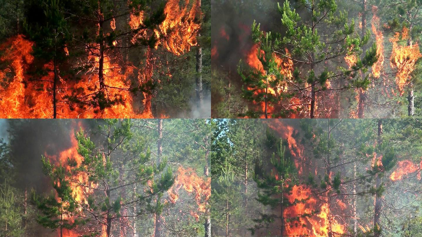 火沿着针叶树树枝的针叶蔓延。