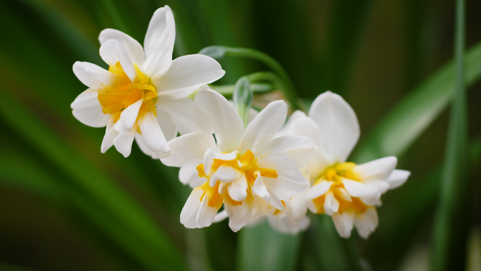 水仙花