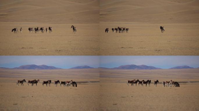藏野驴 羌塘自然保护区