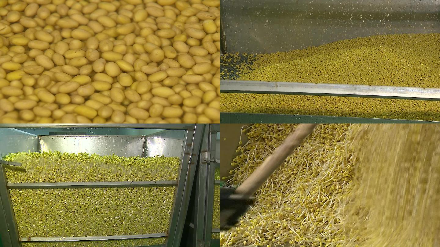 豆芽生产过程