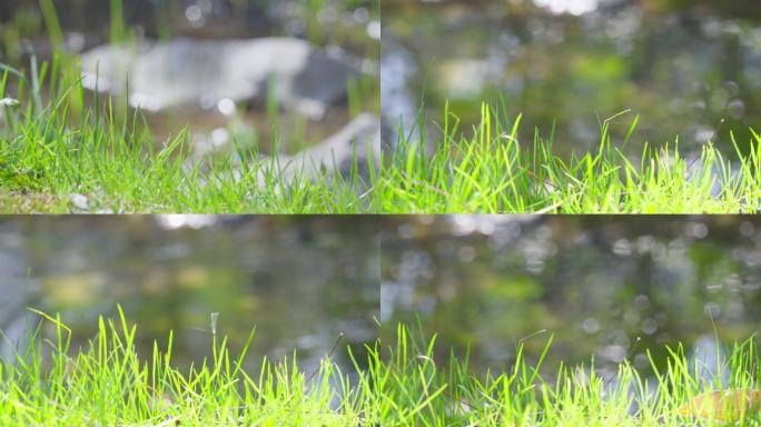 草溪边小草光斑水流动