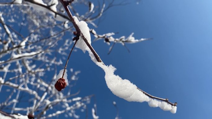 冬季雪后树挂树果