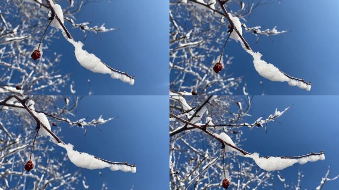 冬季雪后树挂树果
