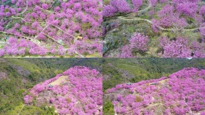 航拍满山樱花