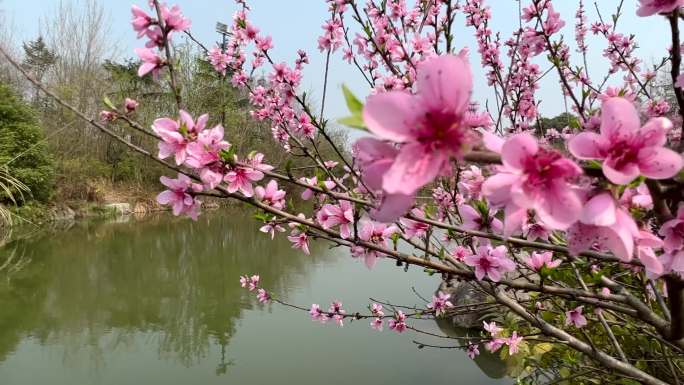 春天桃花朵朵开水边的桃花红在那桃花盛开