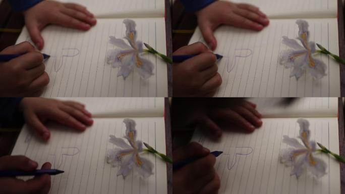 蝴蝶花画画叶子日本鸢尾绘画植物写生50帧
