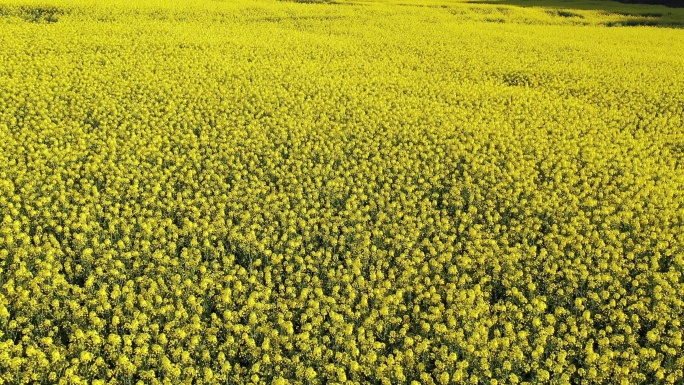 罗平金油菜花海低飞后退拉升