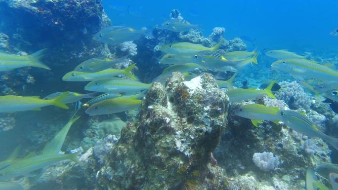 潜入海底与海洋鱼群一起在珊瑚间畅游