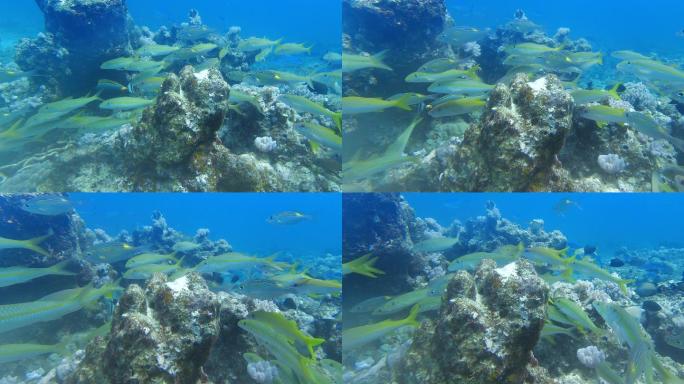 潜入海底与海洋鱼群一起在珊瑚间畅游