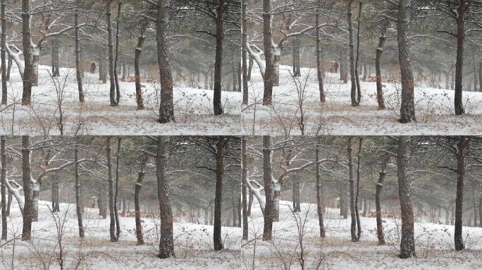 冒着大雪锻炼身体