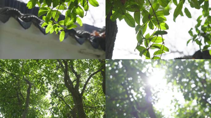 【原创】园林空镜4K