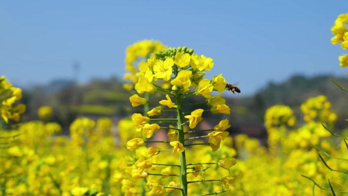 实拍蜜蜂 采蜜 油菜花
