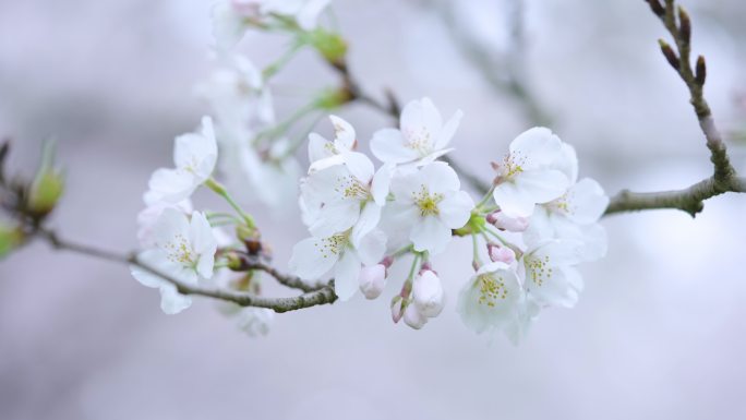 樱花赏花特写+已调色