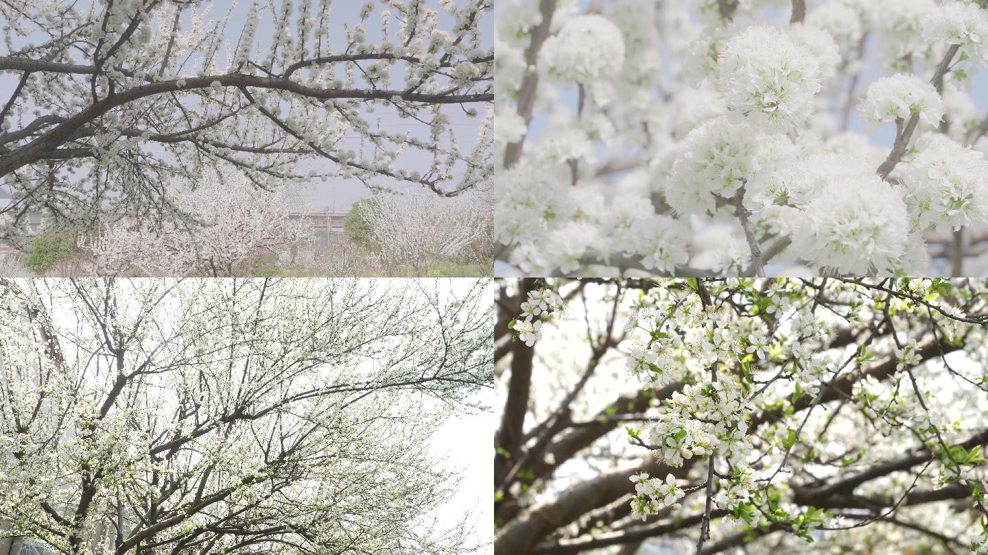 梨花盛开春天花开花花瓣梨花梨花开花花