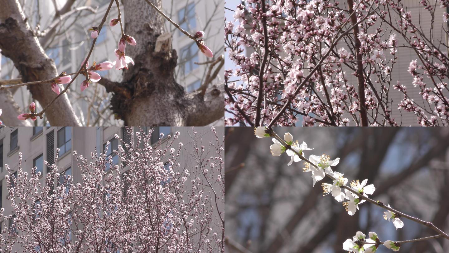 挑花古风中国风开春天的花朵春天的信息