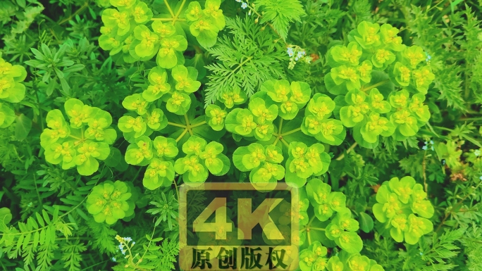 泽漆草本植物视频视频素材4K