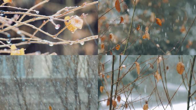 冬天秋天4K实拍植物冬雪雨夹雪下雨水滴