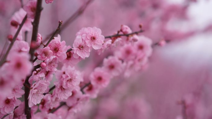 美人梅微距摄影，梅花实拍，大光圈拍摄视频