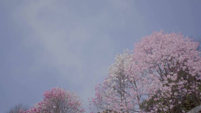 「有版权」四川绵阳九皇山4K