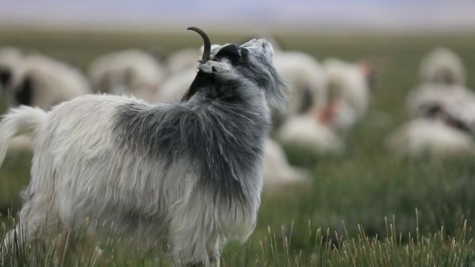 青藏高原上的羊群 自在喝水吃草