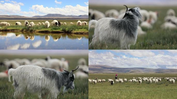 青藏高原上的羊群 自在喝水吃草