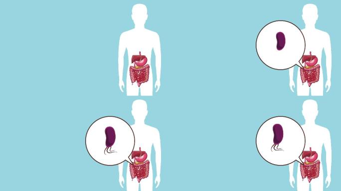 消化系统胃痛高清动画