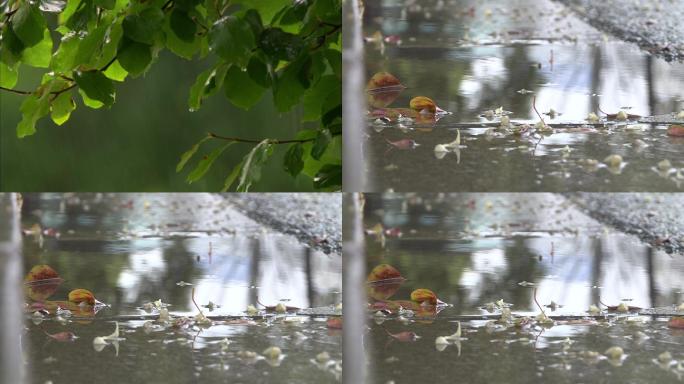 雨天树枝