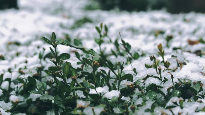 小雪下雪雪花绿化带小区植被雨雪冬天忍冬草