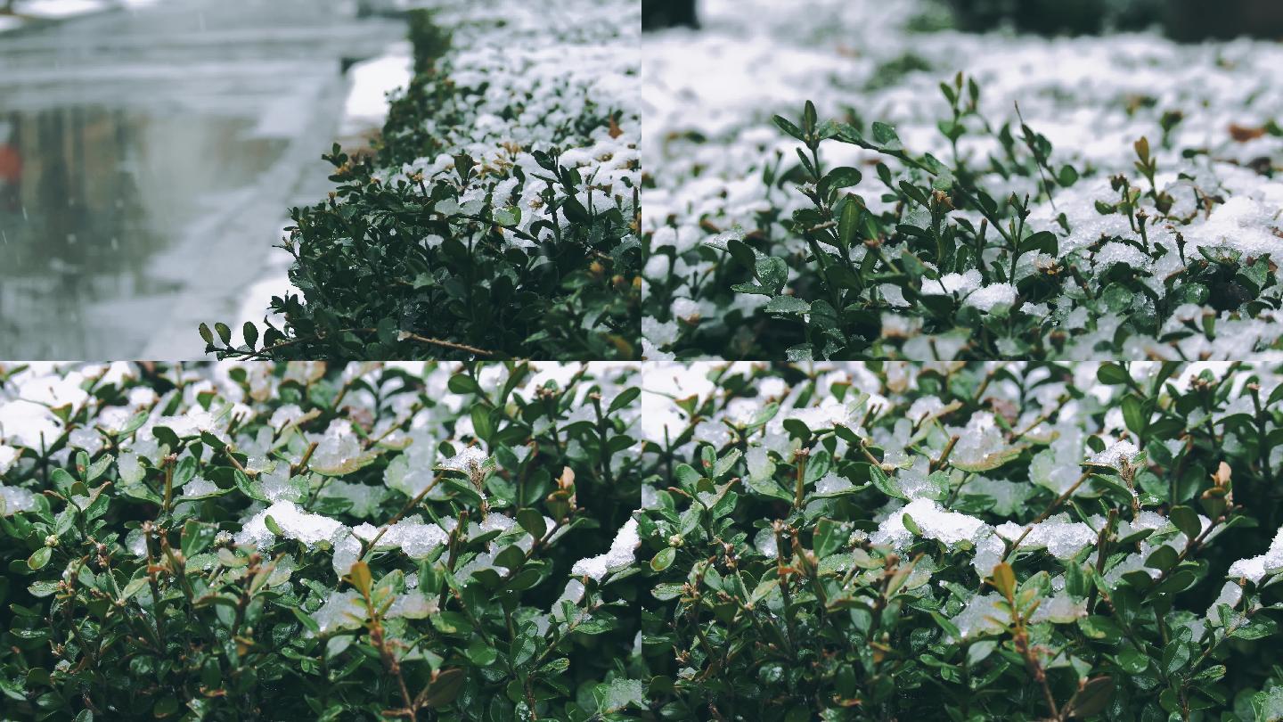 小雪下雪雪花绿化带小区植被雨雪冬天忍冬草