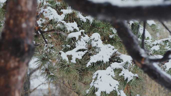 视频素材雪中树木（一）