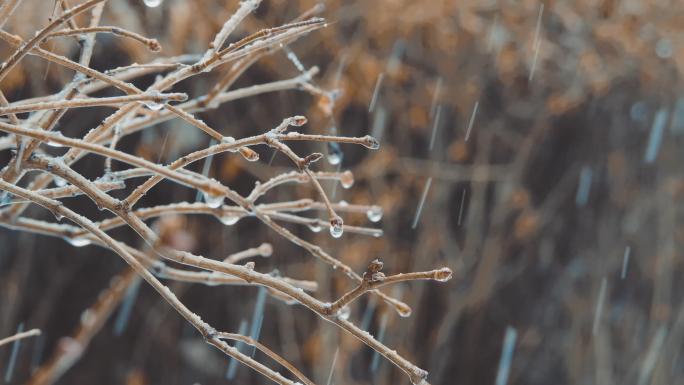 小雪冬天秋天实拍植物冬雪雨夹雪下雨水滴