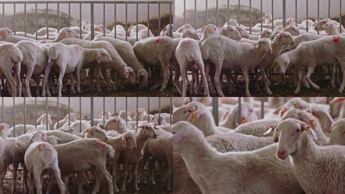 4k现代农业畜牧业牛羊养殖