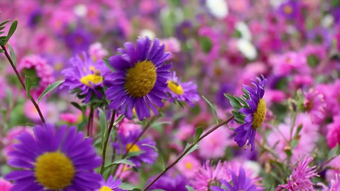 菊花蜜蜂月季花