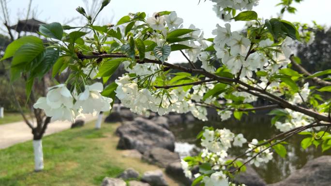 春天来了微风吹动白色樱花盛开空镜
