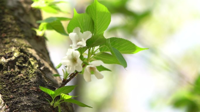 发新芽的李花树