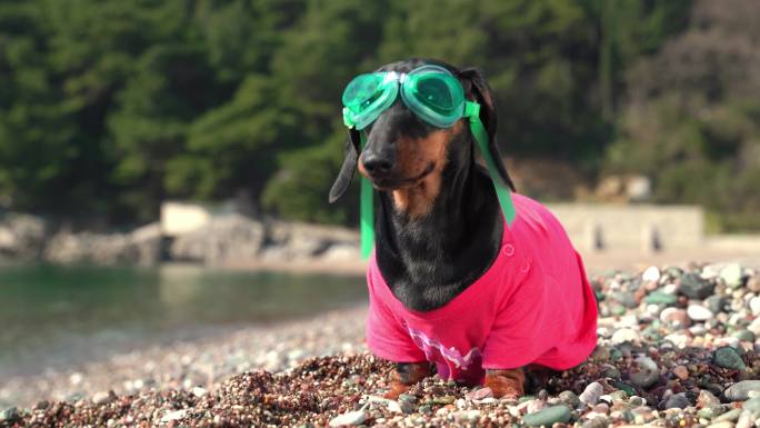 猎犬戴着绿色潜水护目镜，穿着粉色衣服