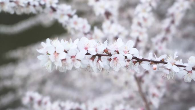 白色樱花 东京樱花