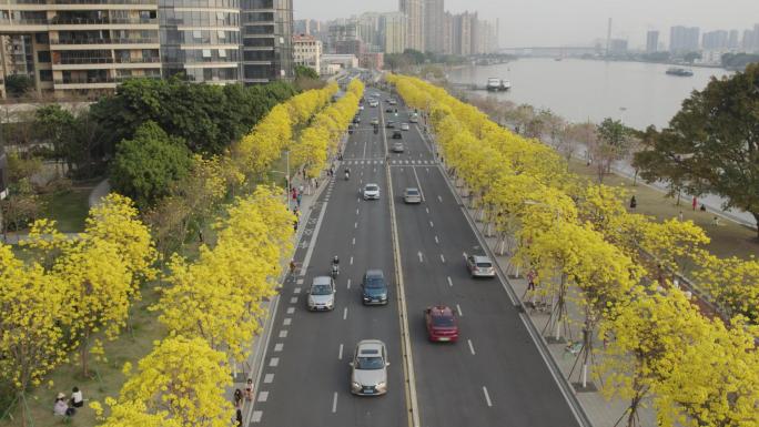 黄花风铃盛开，广州最美环岛滨江公路