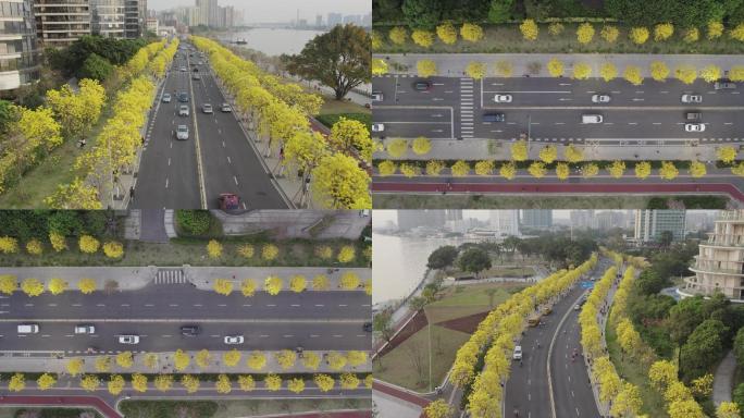 黄花风铃盛开，广州最美环岛滨江公路