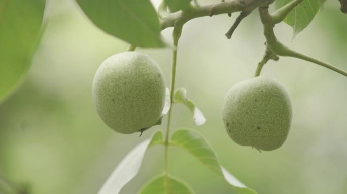 核桃树核桃林核桃种植农业发展致富