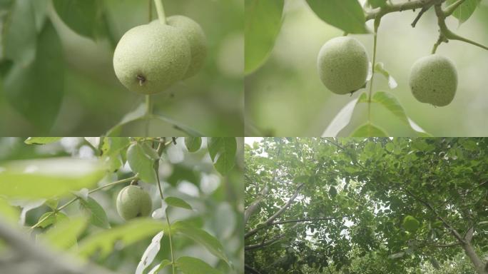 核桃树核桃林核桃种植农业发展致富