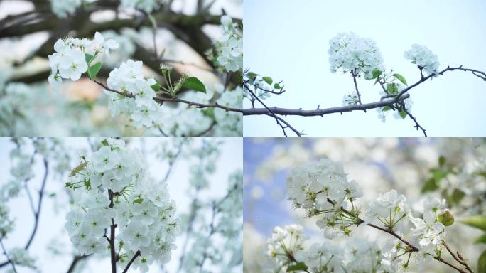 梨花 梨花谷